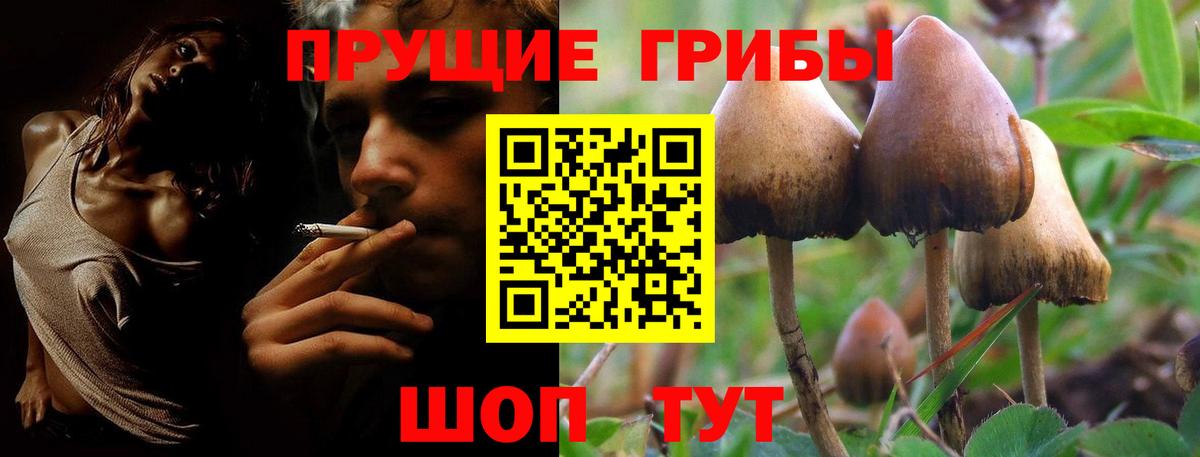 Псилоцибиновые грибы Psilocybe Урус-Мартан